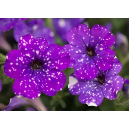 WAVE petunia plant 6 pieces. Perennials