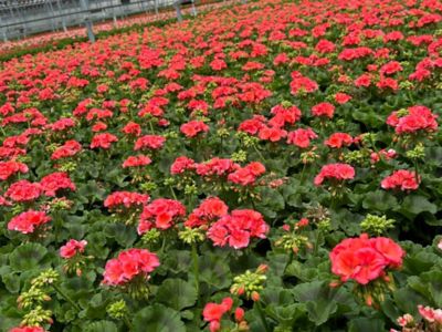 Image showing 1 gal. Zonal Geranium