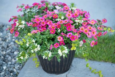 12 in. Planter Pot