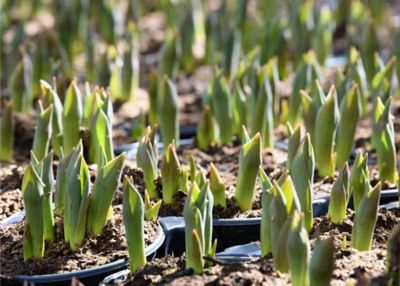 Image showing 10 in. Patio Planter