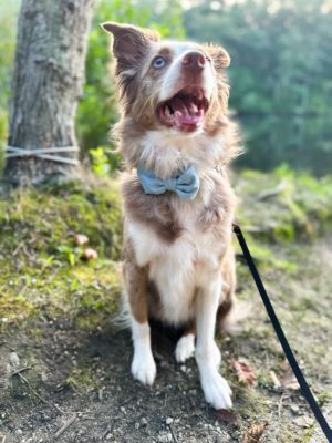 Image showing  Pet Chambray Collar Bow Tie