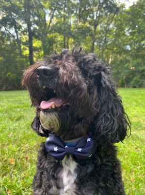 Image showing  Pet Navy Collar Bow Tie