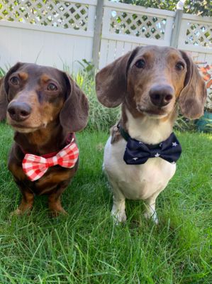 Image showing  Pet Navy Collar Bow Tie