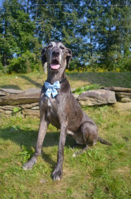 Image showing  Pet Chambray Bow