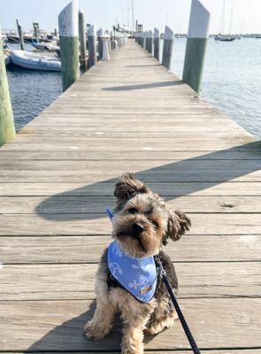 Image showing  Anchor Pet Bandana