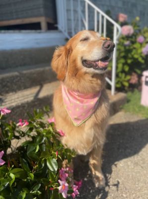 Image showing  Lemonade Pet Bandana