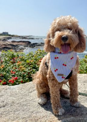 Image showing  Cherry Pin Stripe Pet Bandana