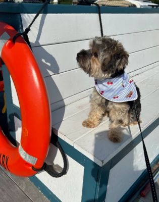 Image showing  Cherry Pin Stripe Pet Bandana