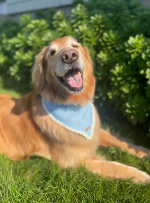 Image showing  Chambray Flower Pet Bandana