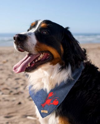 Image showing  Lobster Pet Bandana
