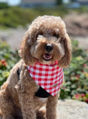 Image showing  Red Plaid Pet Bandana