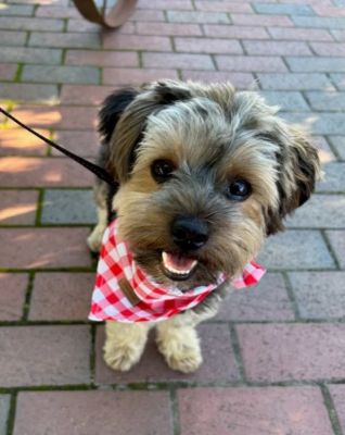 Image showing  Red Plaid Pet Bandana