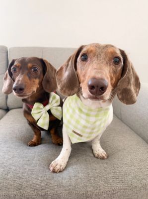 Image showing  Green Plaid Pet Bandana