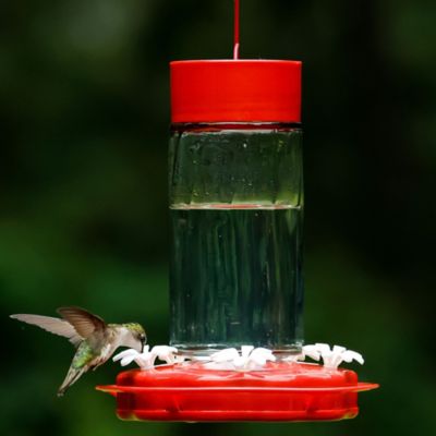 Image showing  Scarlet Swirl Glass Hummingbird Feeder, 20 oz.