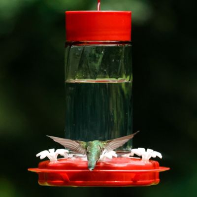 Image showing  Scarlet Swirl Glass Hummingbird Feeder, 20 oz.