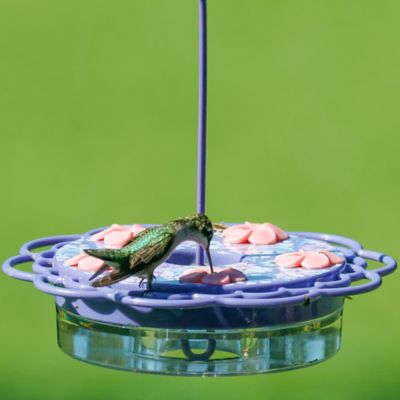 Image showing  Petunia Passion Plastic Decorative Dish Hummingbird Feeder, 13 oz.