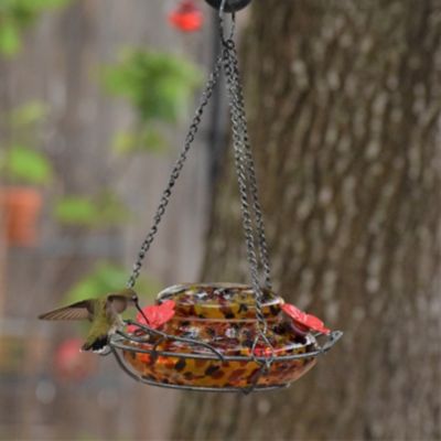 Image showing  Molten Top Fill Hummingbird Glass Feeder, 16 oz.