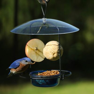 Image showing  Bluebird Buffet 3/4 Cup