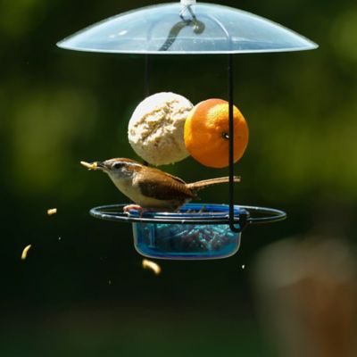 Image showing  Bluebird Buffet 3/4 Cup