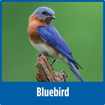 Image showing 8 th Nature's Way Bluebird Buffet 3/4 Cup