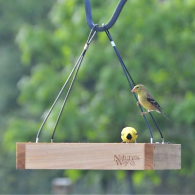 Image showing  Cedar Tray Bird Feeder