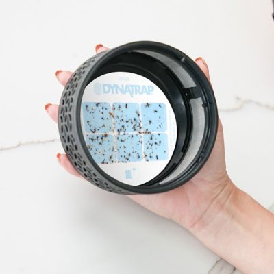 Image showing 5 th Dynatrap Refill Indoor Insect Trap - 12 pk.