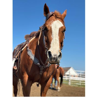 Image showing 6 th SmarTack Interchangeable Tack Set