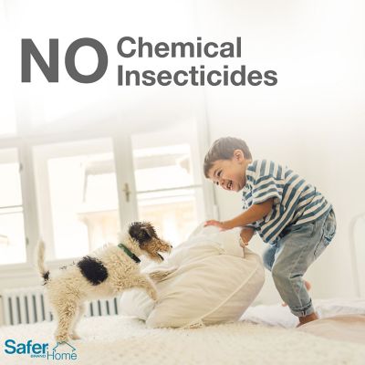 Image showing  Spider and Insect Glue Trap