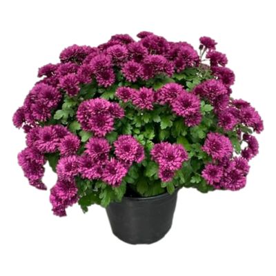 8 in. Garden Mums