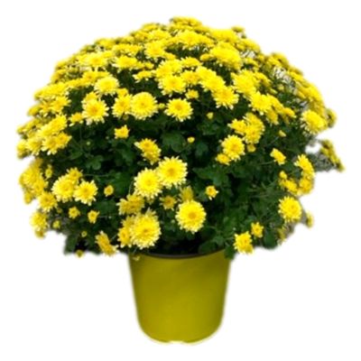 10 in. Garden Mum