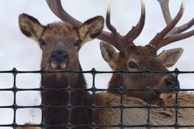 Image showing  100 ft. x 7.5 ft. Elk Fence