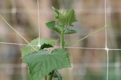 Image showing  Hortonova Plant Trellis Net LM, 67 x 5000