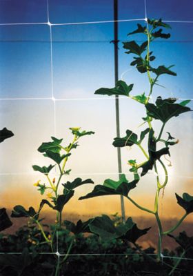 Image showing  Hortonova Plant Trellis Net LM, 79 x 5000