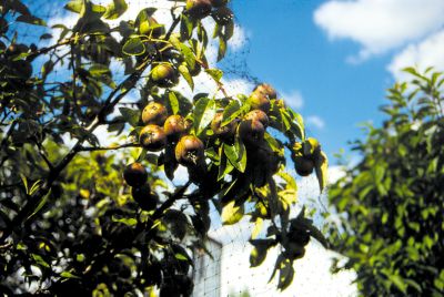 Image showing  Plant & Pond Protect Bird Net Bag, 7 x100