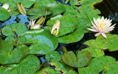 Image showing  Plant & Pond Protect Bird Net Bag, 14 x 45