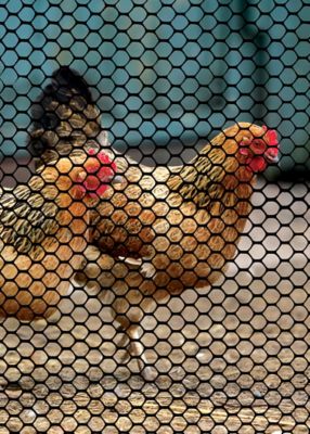Image showing  3/4 in. x 3/4 in. Mesh 25 ft. x 3 ft. Poultry Fence, Black