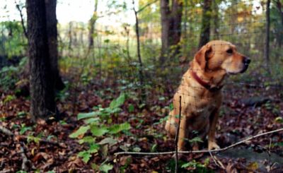 Image showing  330 ft. x 4 ft. Pet Fence Barrier Reinforced Edge
