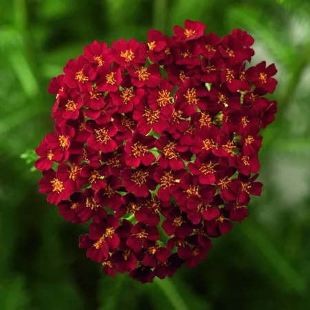 National Plant Network 3.25" Achillea Desert Eve Red (3-Pack) Perennials