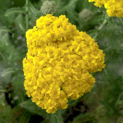 National Plant Network 3.25 in. Achillea Desert Eve Yellow (3-Pack)