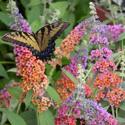 National Plant Network 3.25 in. Buddleia Butterfly Bush Bicolor (3-Pack)