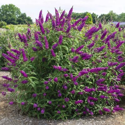 National Plant Network 3.25 in. Buddleia Butterfly Bush Royal Razz (3-Pack)