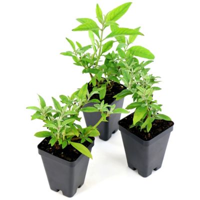 Image showing  3.25 in. Potted Pink/Orange Buddleia Butterfly Royal Razz Bushes, 3 pc.