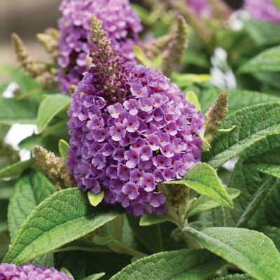 Image showing  3.25 in. Buddleia Butterfly Bush Dwarf Dapper Lavender (3-Pack)