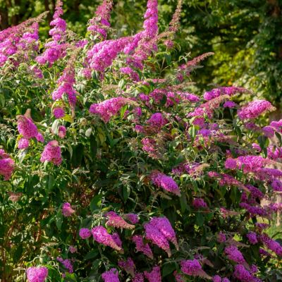 National Plant Network 3.25 in. Buddleia Butterfly Bush Dwarf Dapper Pink (3-Pack)