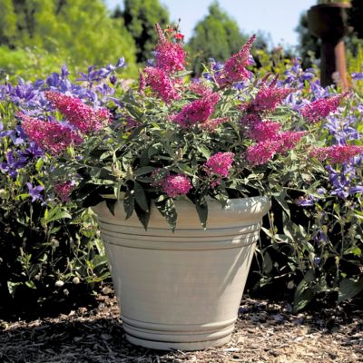 Image showing  3.25 in. Buddleia Butterfly Bush Dwarf Dapper Pink (3-Pack)