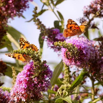 Image showing  3.25 in. Buddleia Butterfly Bush Dwarf Dapper Pink (3-Pack)