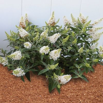 Image showing  3.25 in. Buddleia Butterfly Bush Dwarf Dapper White (3-Pack)