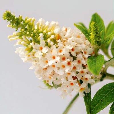 Image showing  3.25 in. Buddleia Butterfly Bush Dwarf Dapper White (3-Pack)