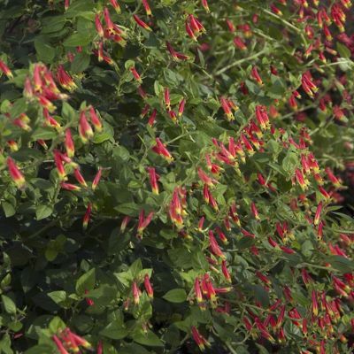 National Plant Network Potted Red/Yellow Cuphea Hummingbird's Lunch Plants, 2.5 in., 3 pc.