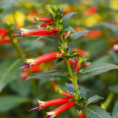 Image showing  Potted Red/Yellow Cuphea Hummingbird's Lunch Plants, 2.5 in., 3 pc.